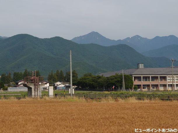 麦秋と常念岳