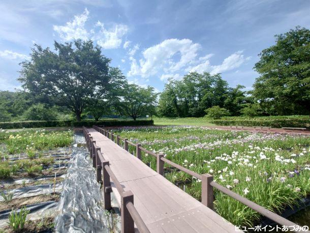 あやめ公園の花菖蒲