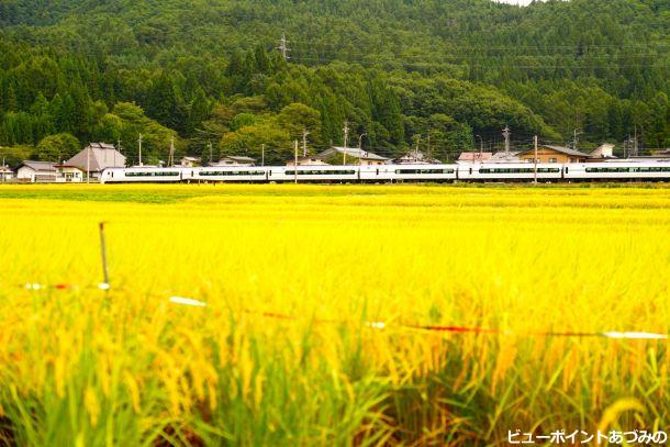 黄金の大地