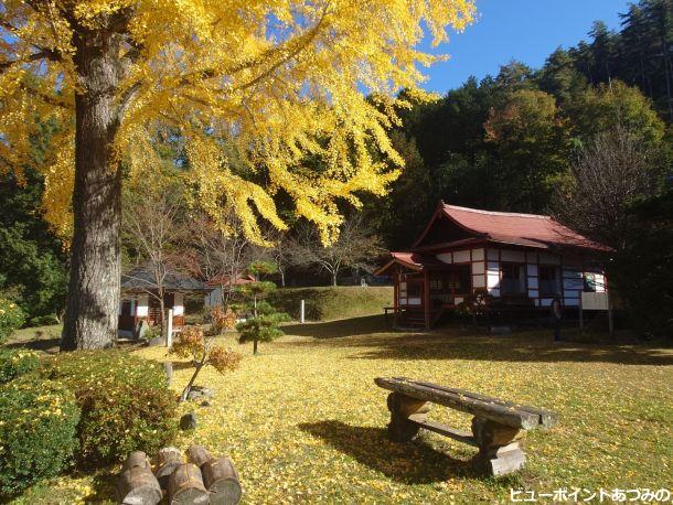 長福寺の大銀杏