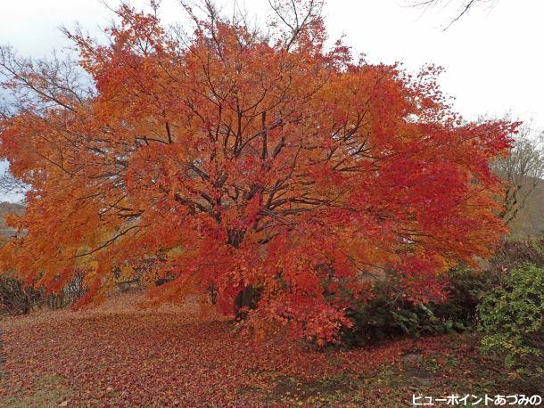 晩秋の龍門渕公園