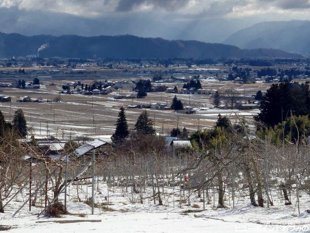 雪化粧した屋敷林